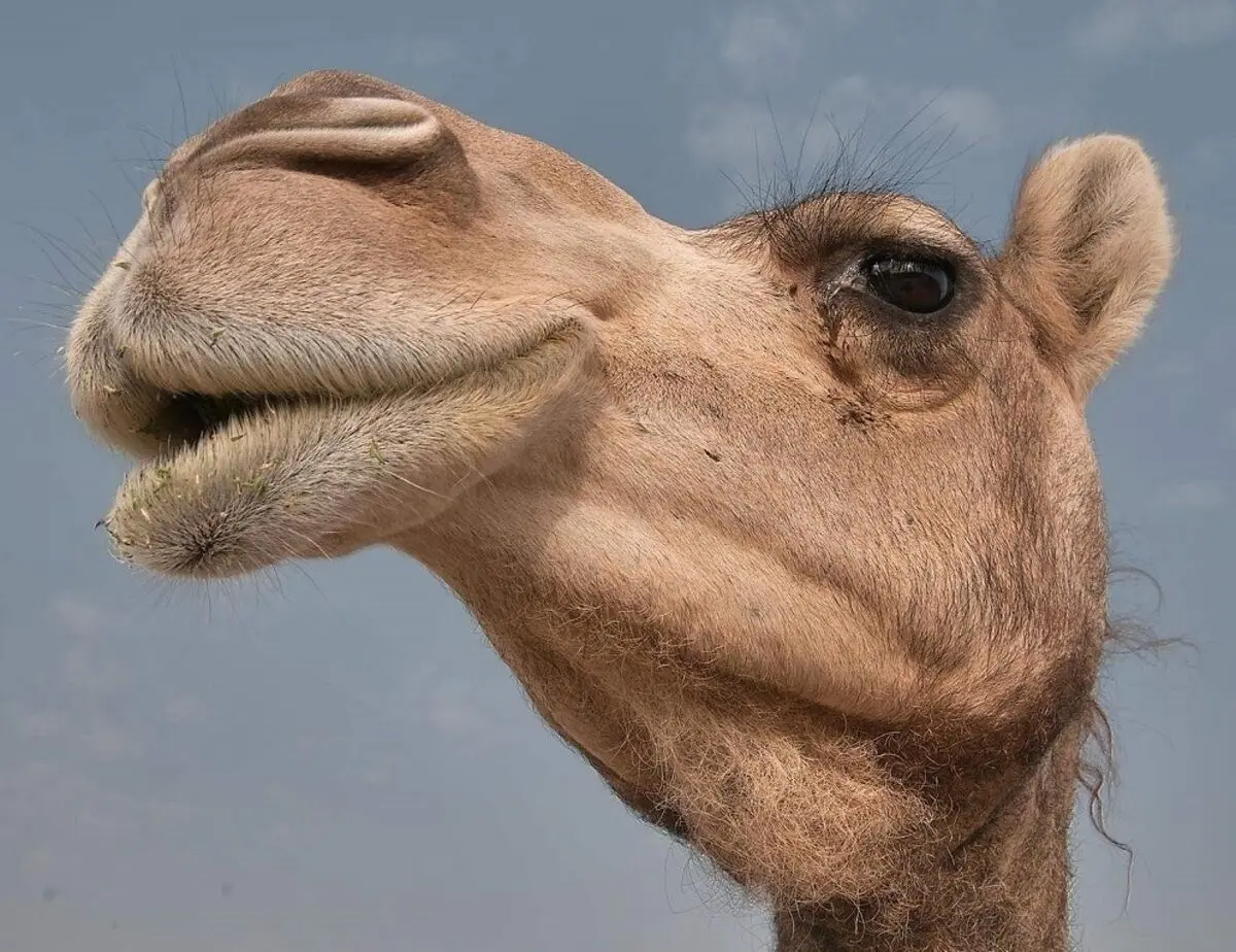 (ویدیو) حمله عجیب شتر گرسنه به آینه بغل یک ماشین!