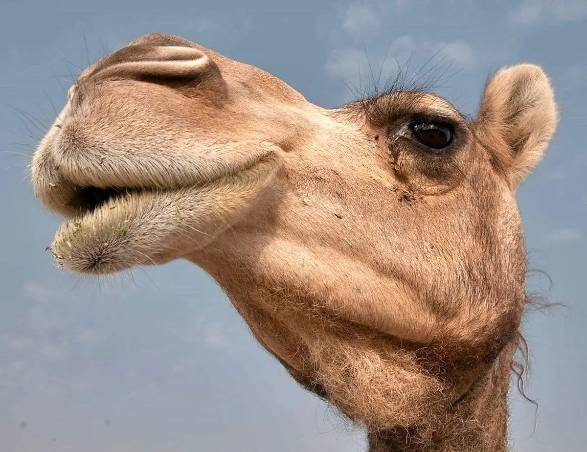 (ویدیو) حمله عجیب شتر گرسنه به آینه بغل یک ماشین!