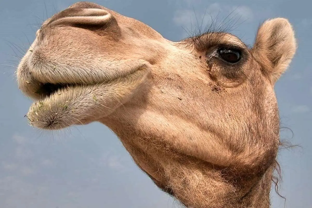 (ویدیو) حمله عجیب شتر گرسنه به آینه بغل یک ماشین!