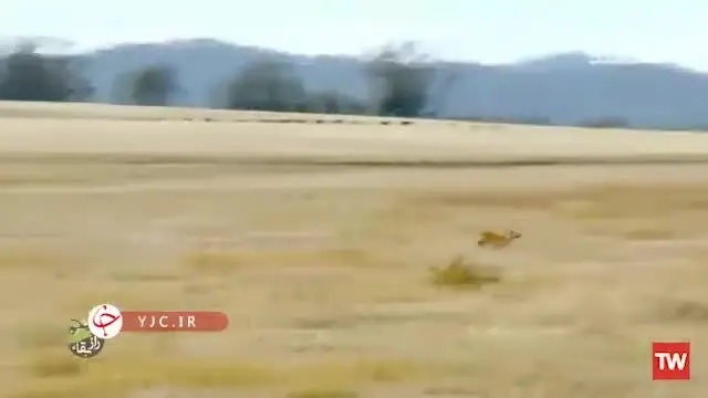 (ویدئو) دینگو؛ سگ وحشی استرالیایی