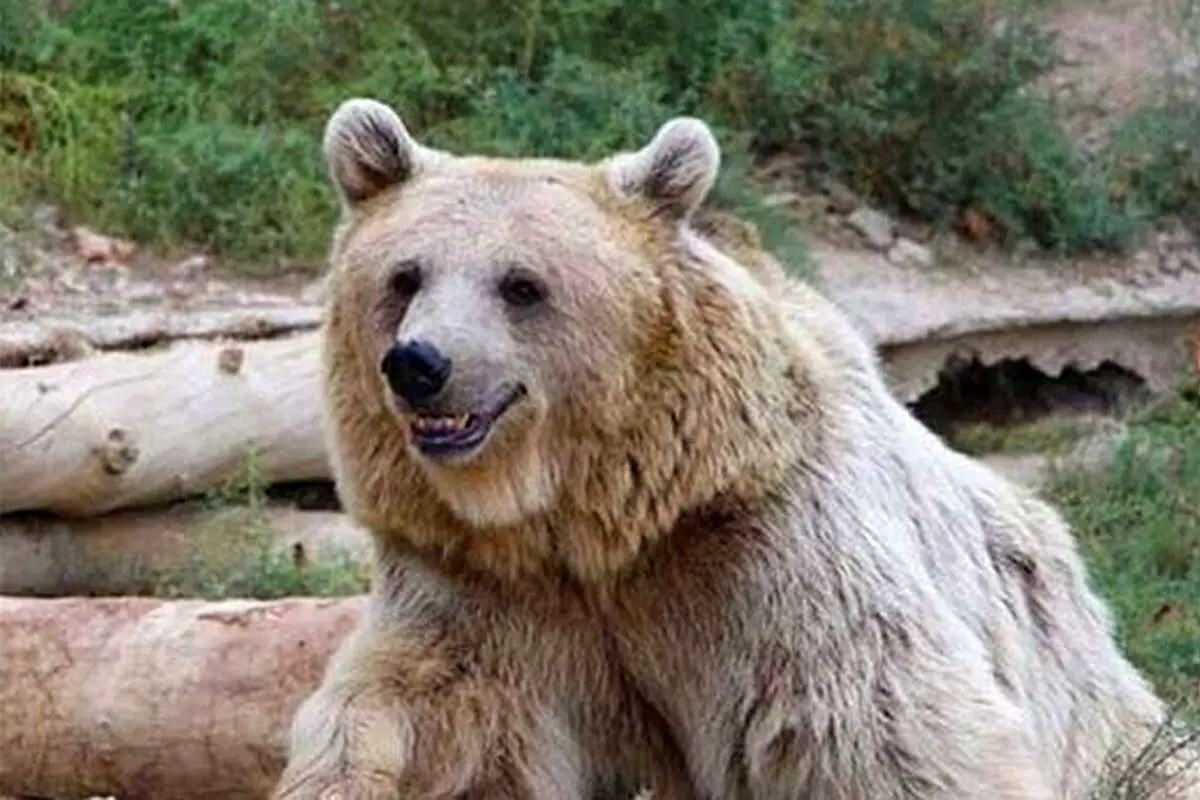 (ویدئو) تصاویر جالب از سرسرهسواری یک خرس وحشی!