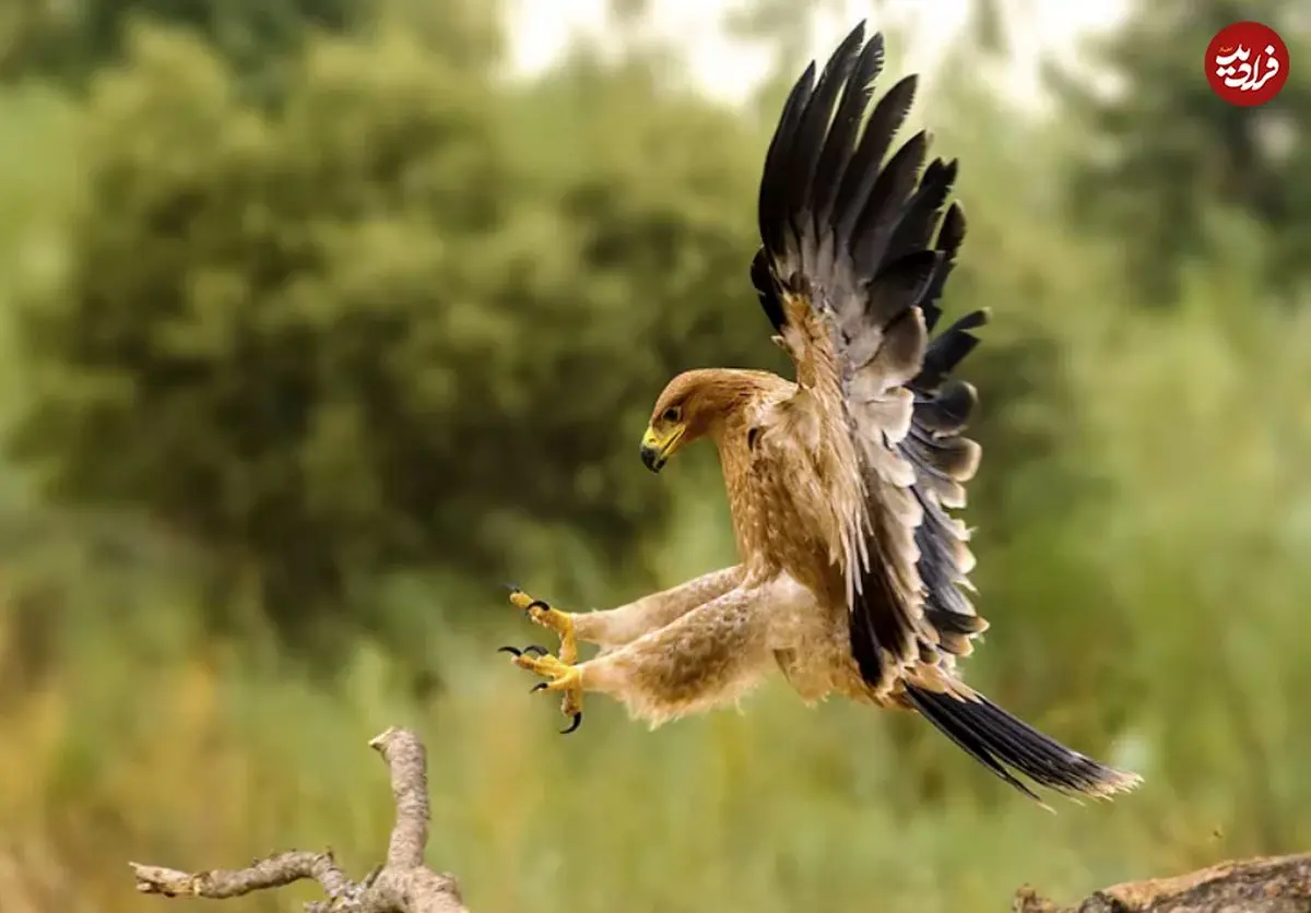 (تصاویر) یوزپلنگ‌های آسمان؛ با سریع‌ترین پرندگان جهان آشنا شوید!