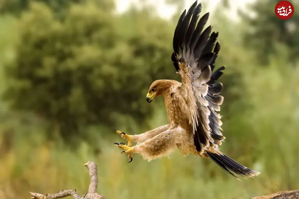 (تصاویر) یوزپلنگ‌های آسمان؛ با سریع‌ترین پرندگان جهان آشنا شوید!
