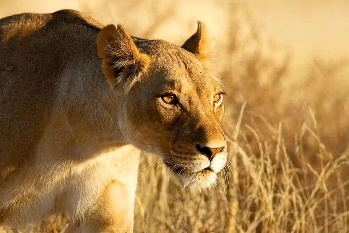 (ویدیو) شیر گرسنه کودک را خورد؟ / تلاش ماده شیر برای خوردن کودک