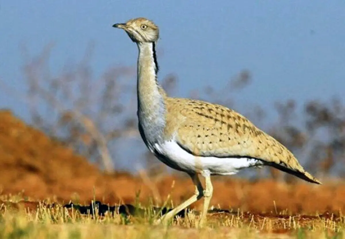 (عکس) مرغ بمب افکن، این پرنده‌ی تک همسر به زندگی متعهد است