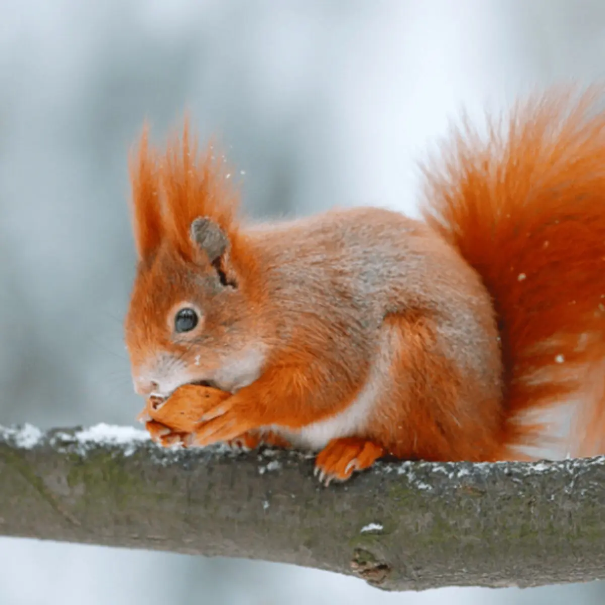 قمار بزرگ جوندگان کوچک روی مرگ و زندگی