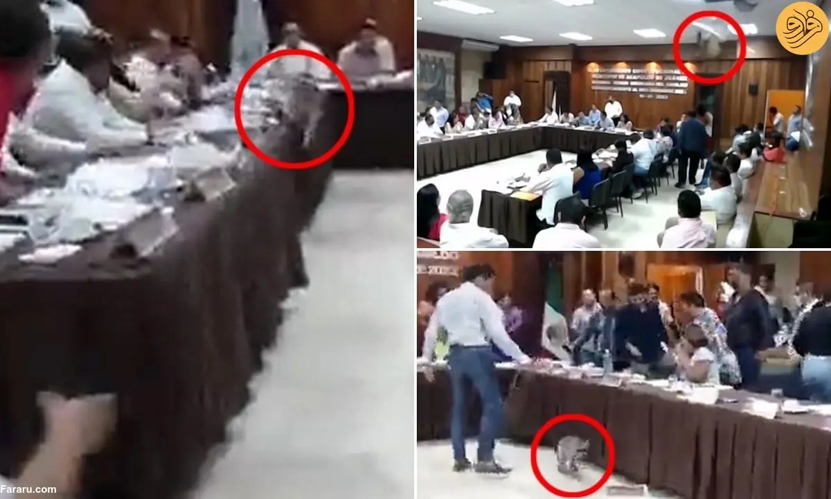 (ویدئو) یک راکون جلسه شورای شهر را مختل کرد!