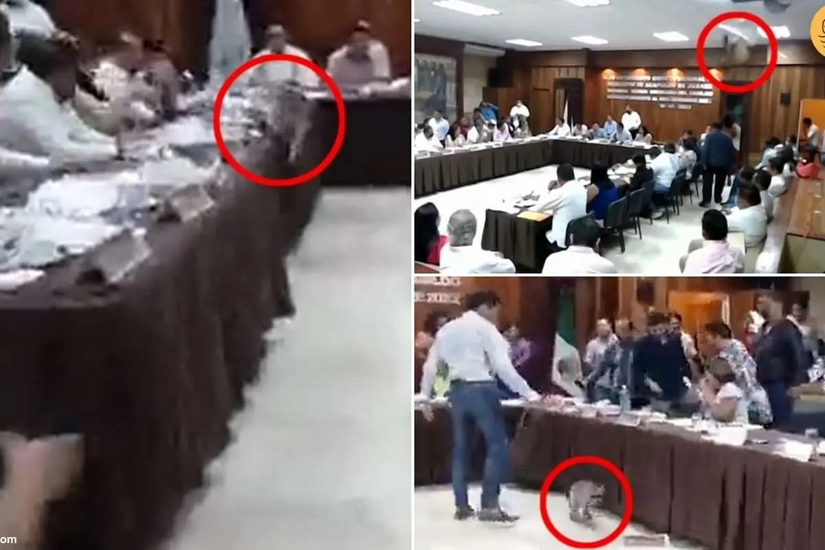 (ویدئو) یک راکون جلسه شورای شهر را مختل کرد!