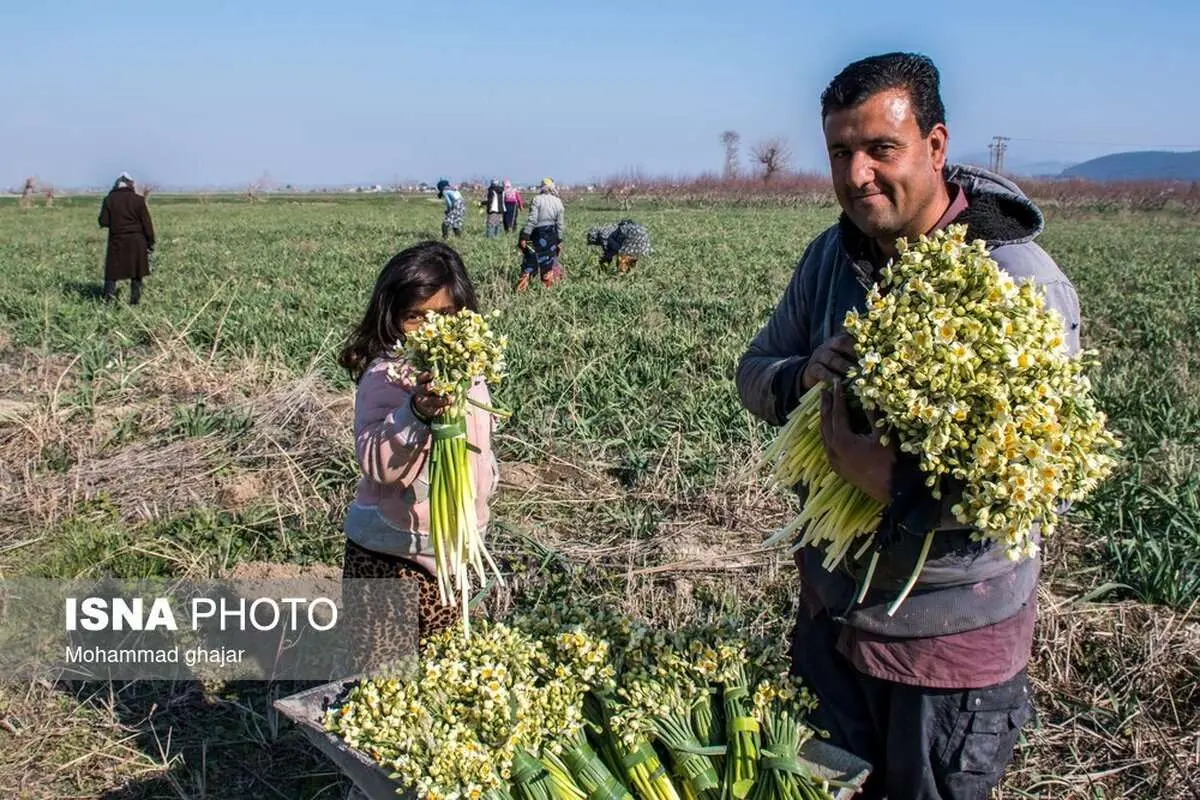 (تصاویر) باغ گل نرگس در گلستان