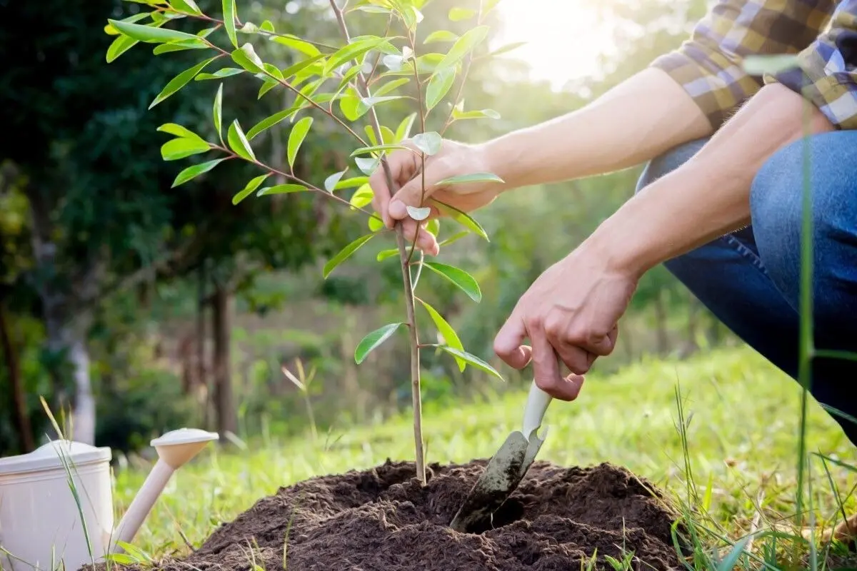 به جای یک دستگاه تصفیه هوا گران قیمت، یک نهال ارزان بخرید!