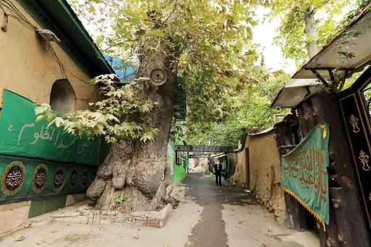 درخت برگزیده تهران کجاست؟