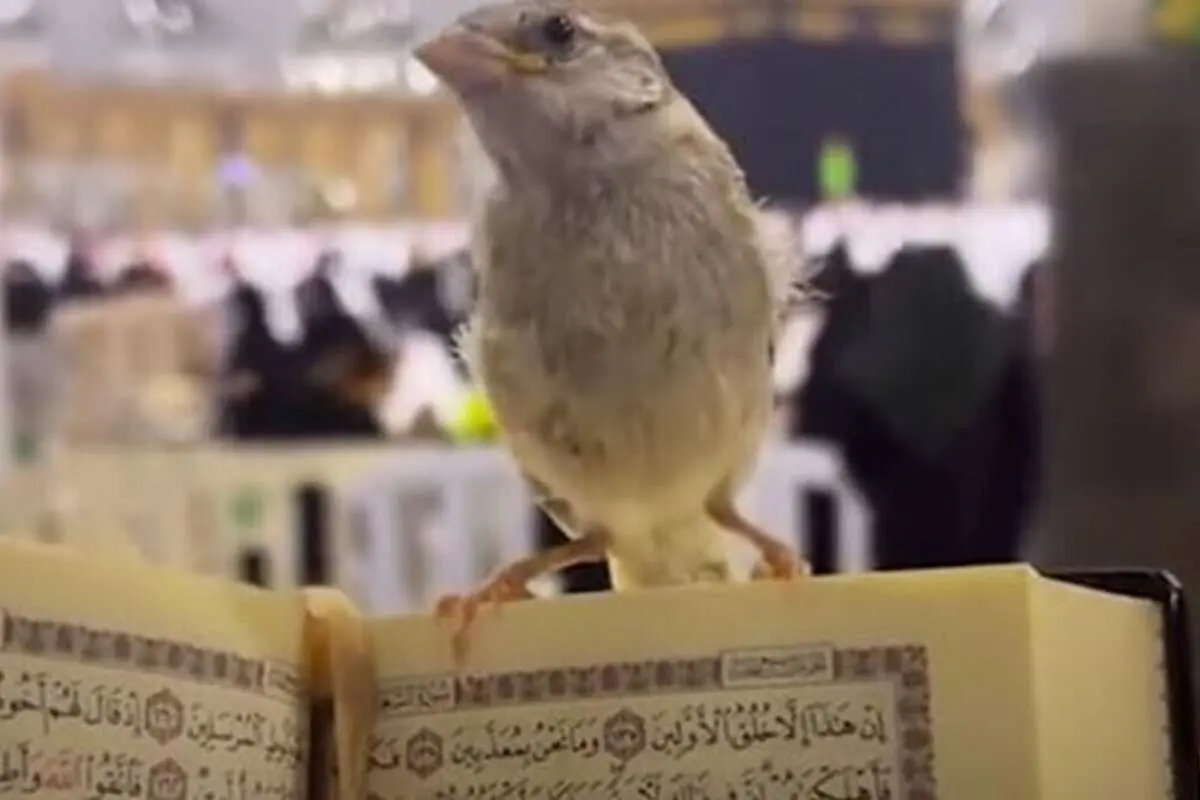 (ویدئو) یک گنجشک در خانه خدا خبرساز شد!