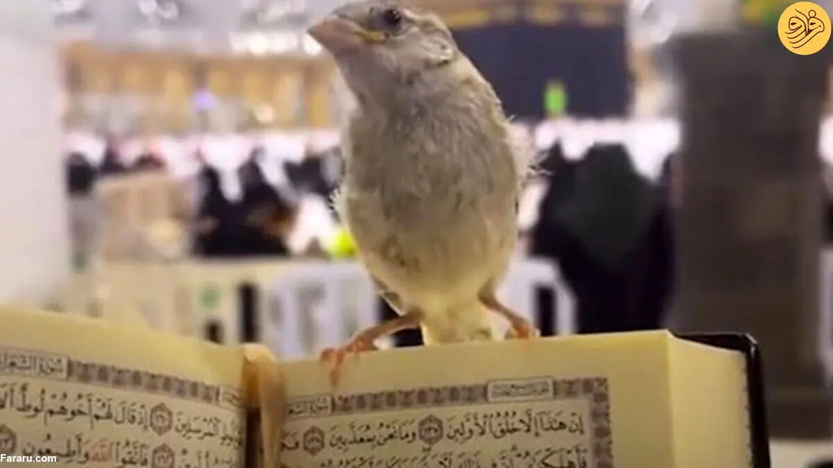(ویدئو) یک گنجشک در خانه خدا خبرساز شد!