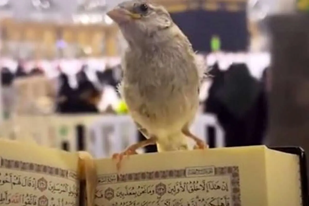 (ویدئو) یک گنجشک در خانه خدا خبرساز شد!