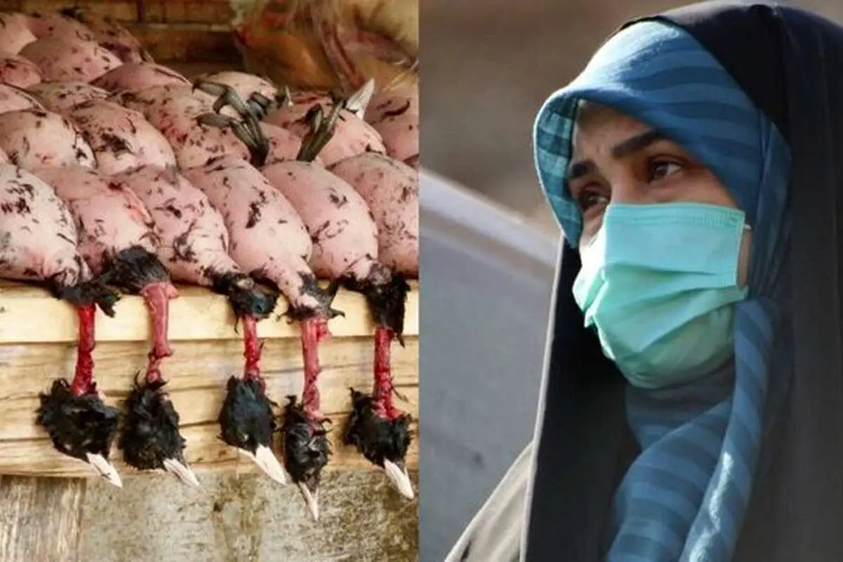 رستورانهای سروکننده پرندگان مهاجر در مازندران پلمب شوند