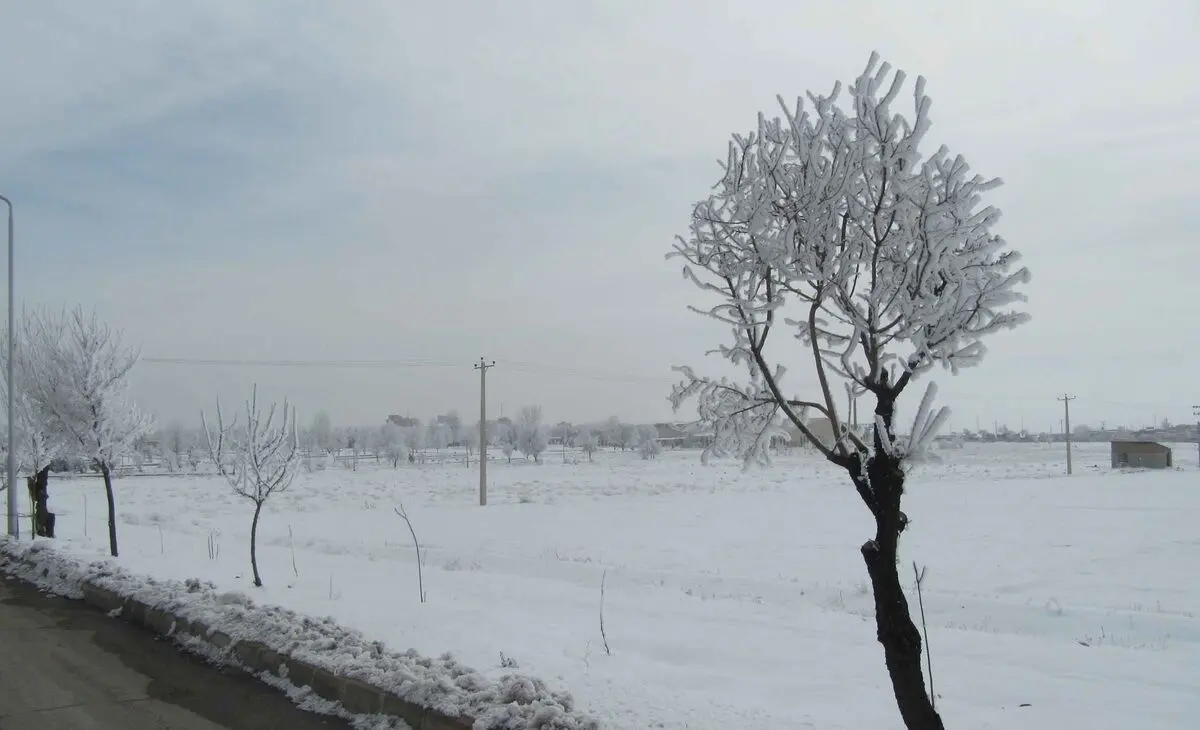 (ویدیو) درختان این شهر یخ زد!
