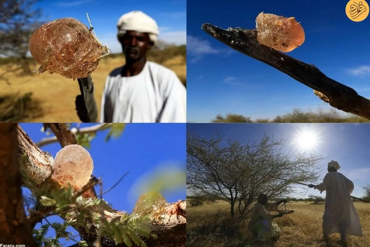 (ویدئو) چرا آمریکا صادرات صمغ را تحریم نکرد!