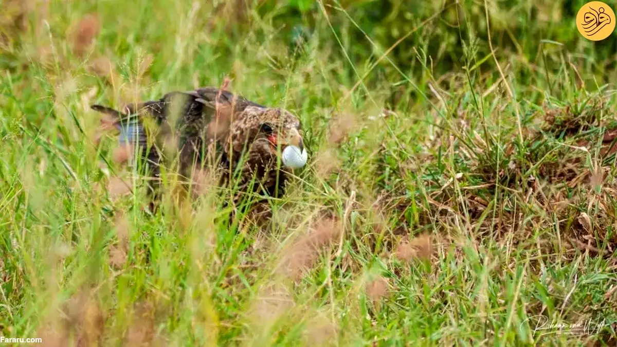 (عکس) تلاش عقاب بندباز برای بلعیدن توپ گلف!