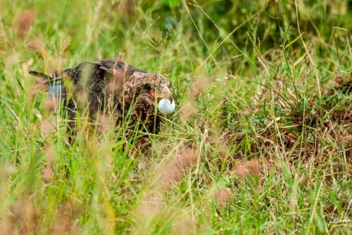 (عکس) تلاش عقاب بندباز برای بلعیدن توپ گلف!