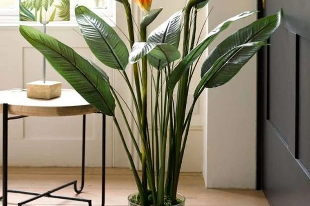 پرنده بهشتی که در گلدان لانه می‌کند!