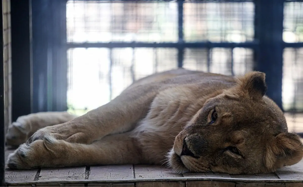 دستور داستان برای بررسی وضعیت حیوانات یک باغ وحش در ساری