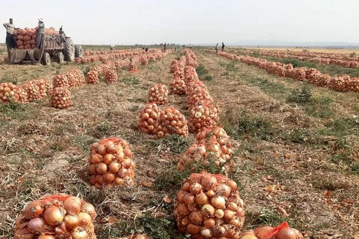 پیاز باز هم رکوردار گرانی شد؛ افزایش ۱۵ درصدی قیمت گوشت گوسفندی در دیماه