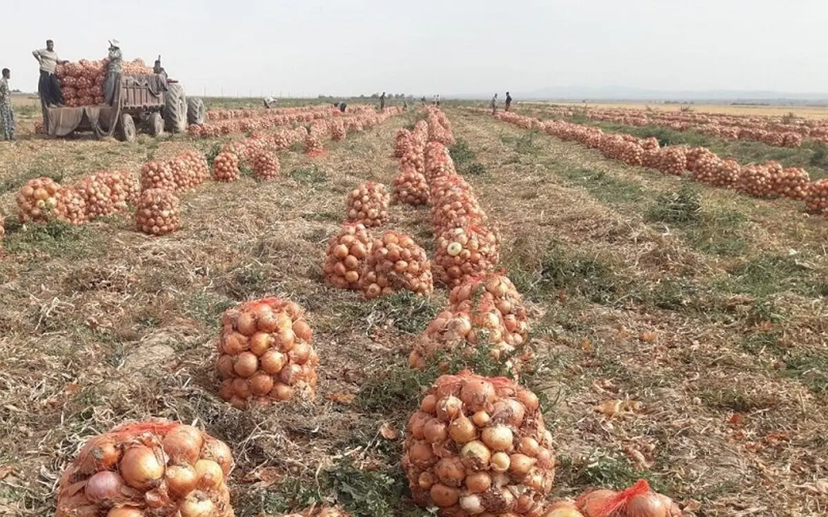 پیاز باز هم رکوردار گرانی شد؛ افزایش ۱۵ درصدی قیمت گوشت گوسفندی در دیماه