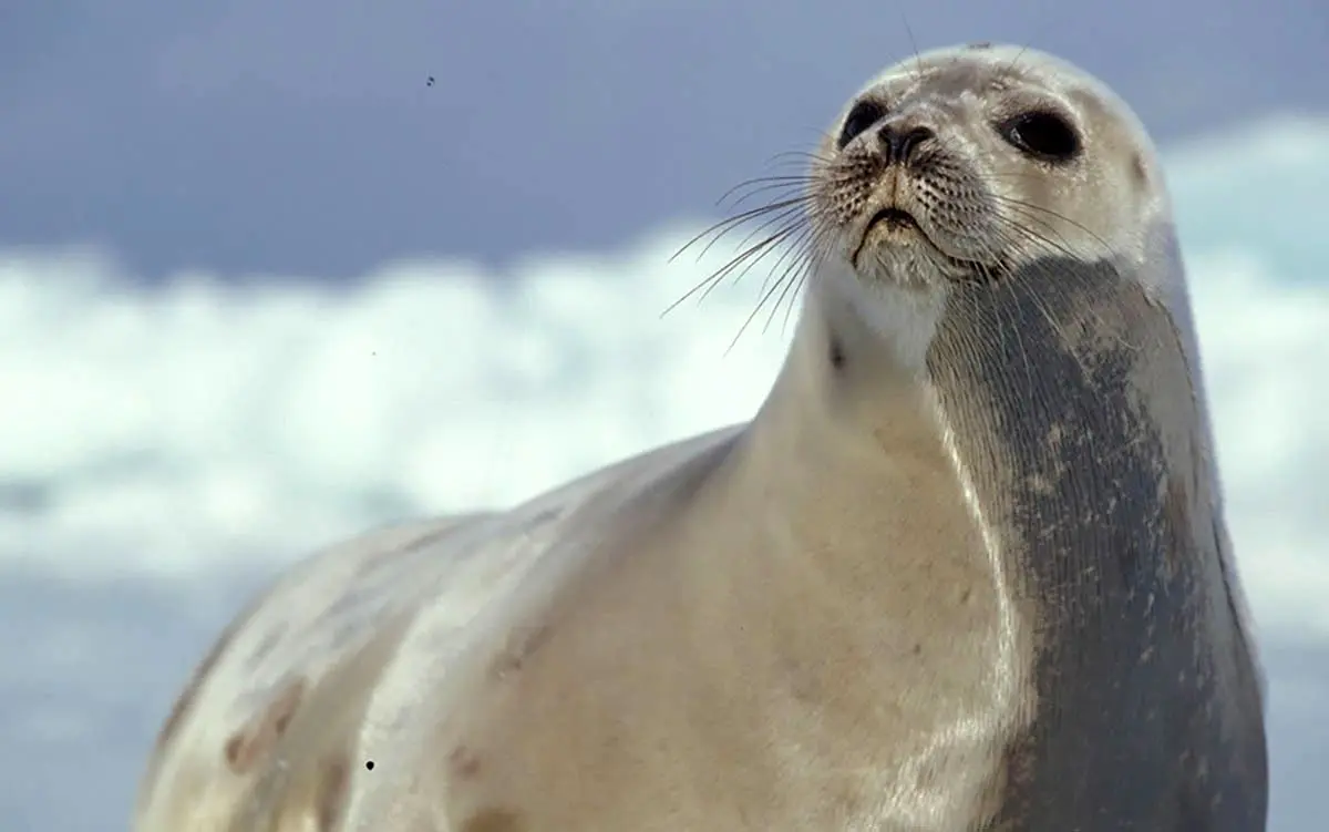 (ویدئو) تعقیب و گریز تماشایی از فوک و پنگوئن