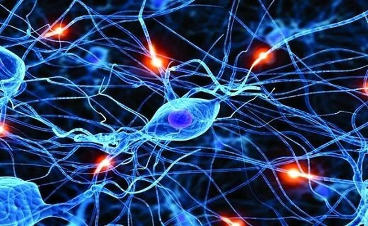 مغز شما با سلول‌های چربی حرف می‌زند