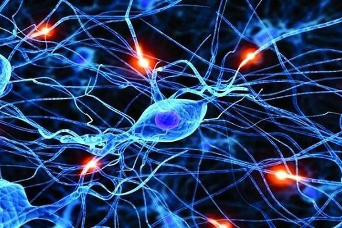 مغز شما با سلولهای چربی حرف میزند