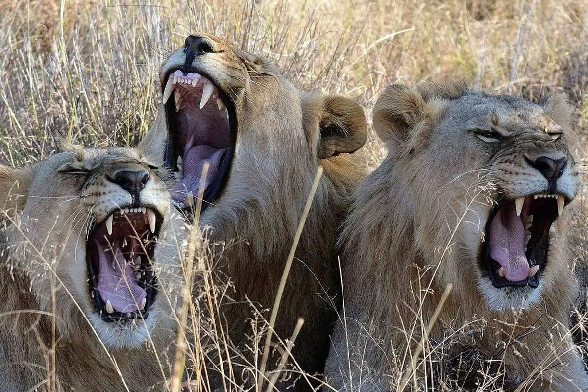 (ویدئو) وقتی شیرها از ذوق زدگی شکارها دست و پایشان را گم میکنند!