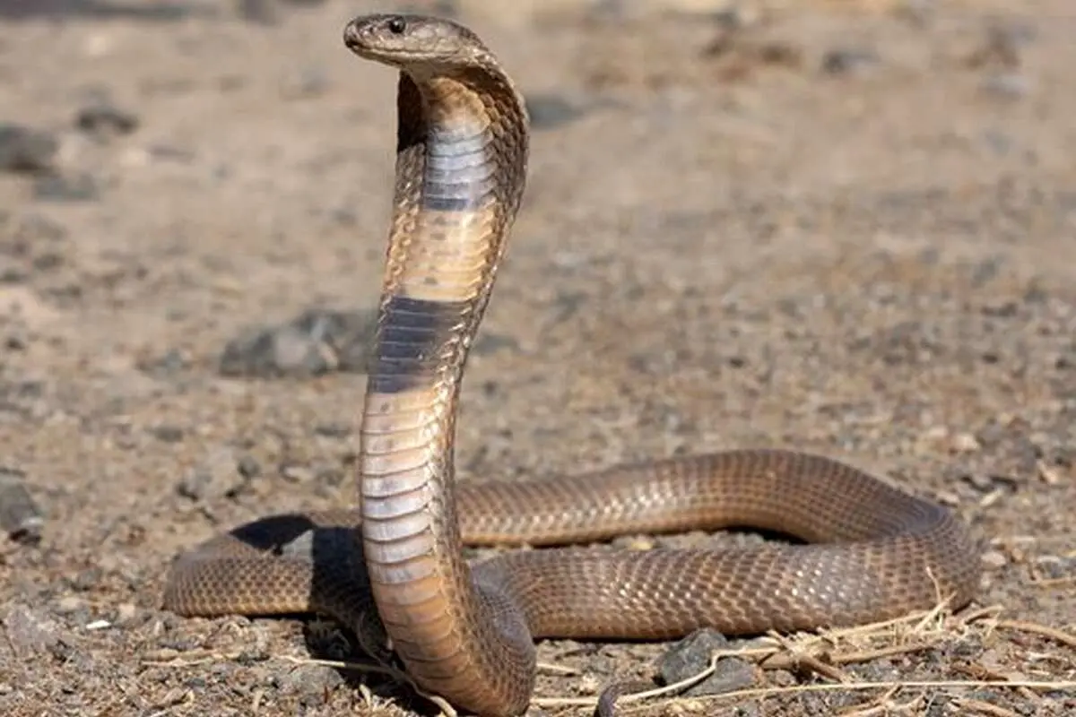 (عکس) با سمی‌ترین مار ایران، کبرای خزر آشنا شوید