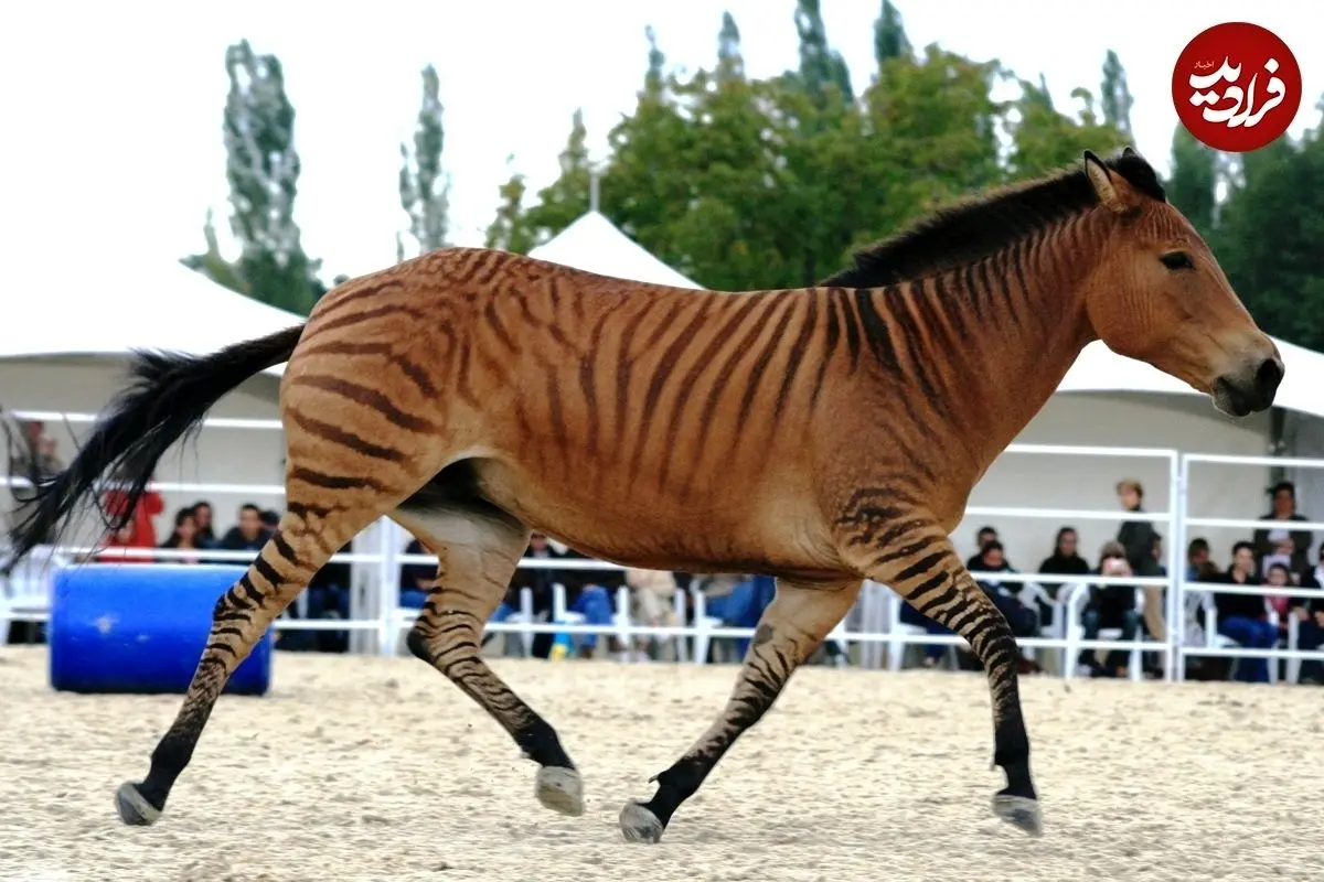 ۷ حیوان ترکیبی که از دیدن‌شان غافلگیر می‌شوید