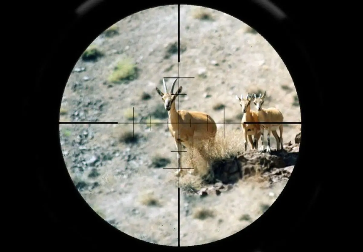 (ویدئو) لحظه غافلگیری بزرگ برای شکارچی؛ محبت آهو و انصراف از تیراندازی