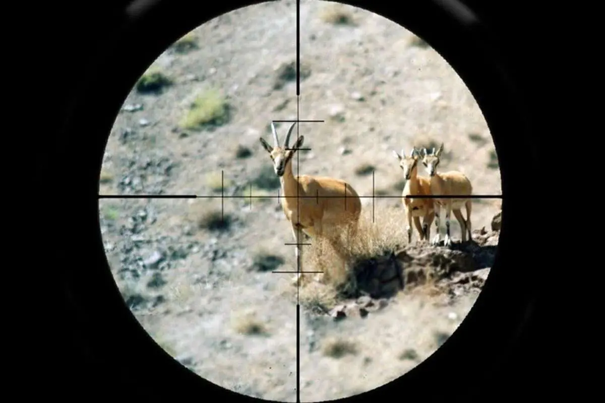 (ویدئو) لحظه غافلگیری بزرگ برای شکارچی؛ محبت آهو و انصراف از تیراندازی