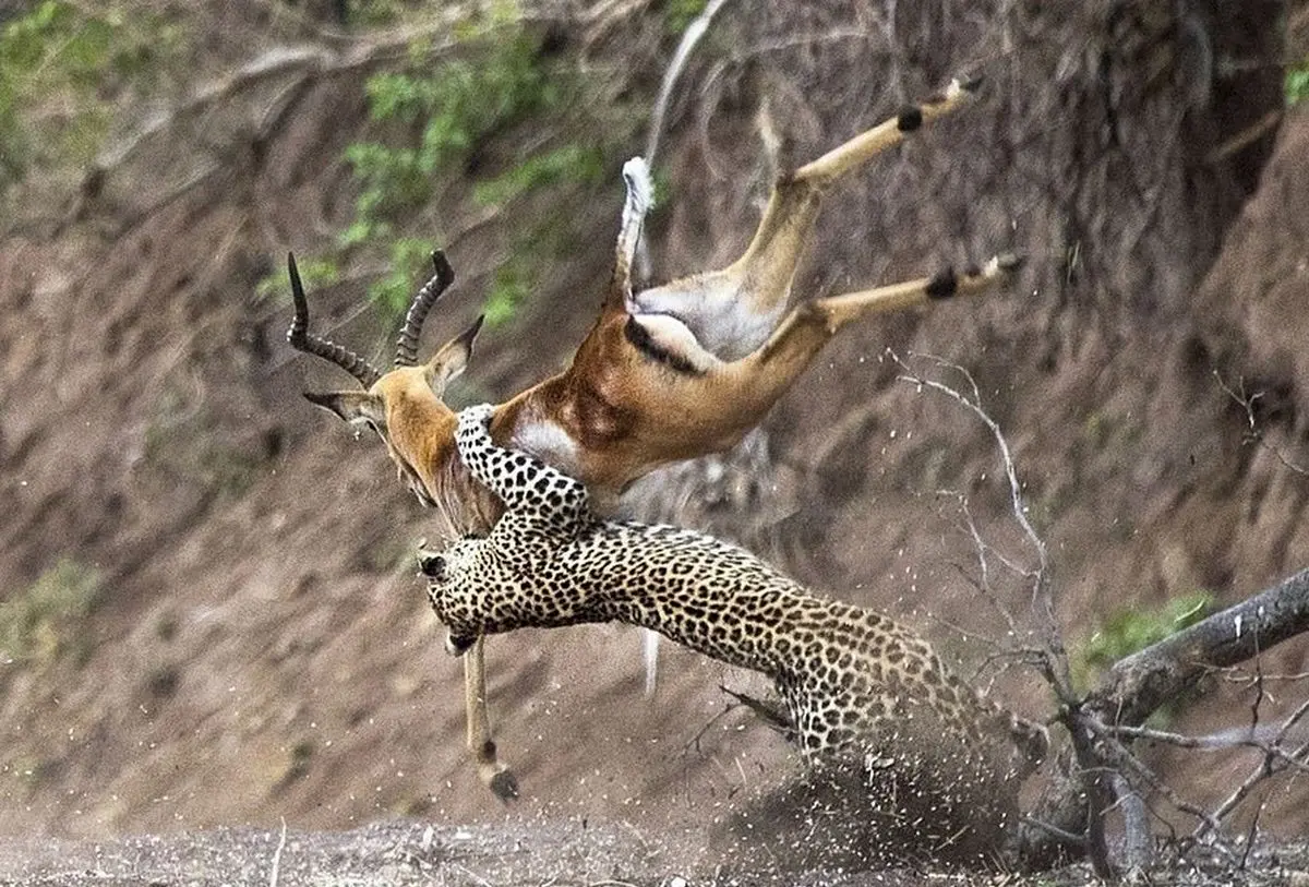 (ویدئو) کمین حیرت‌انگیز پلنگ و شکار ایمپالا در هوا