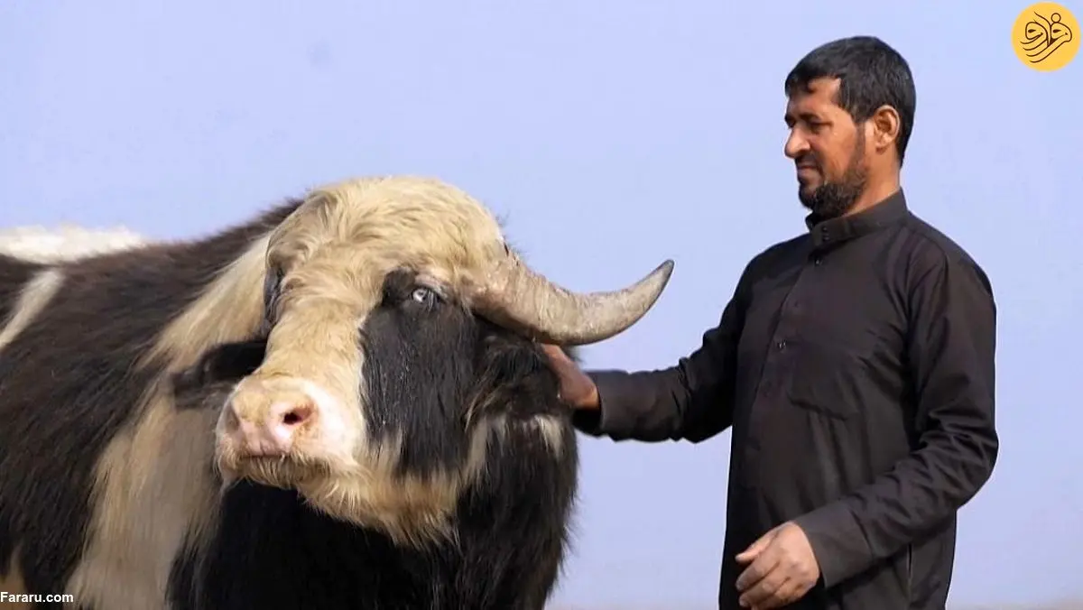 (ویدئو) هورهای خشکیده عراق با بارش زمستانی زنده شدند