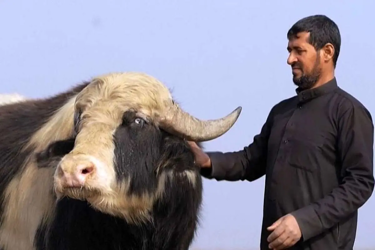(ویدئو) هورهای خشکیده عراق با بارش زمستانی زنده شدند