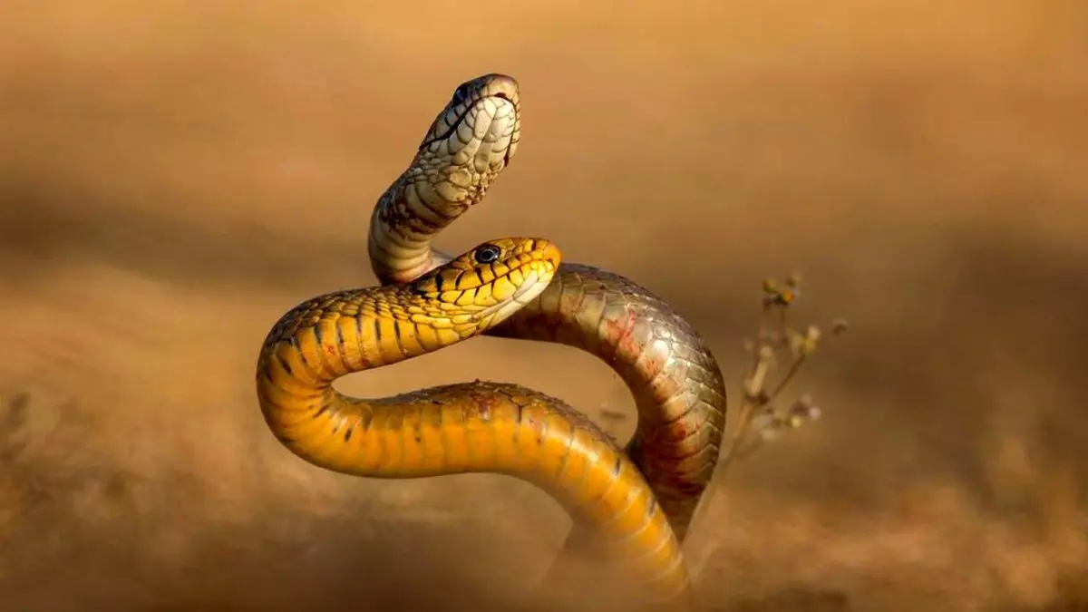 ۹ ویژگی باورنکردنی مار‌ها که احتمالا نمی‌دانستید