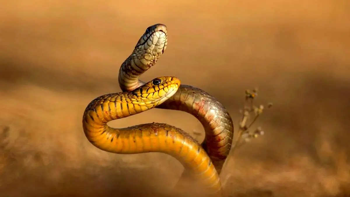 ۹ ویژگی باورنکردنی مار‌ها که احتمالا نمی‌دانستید