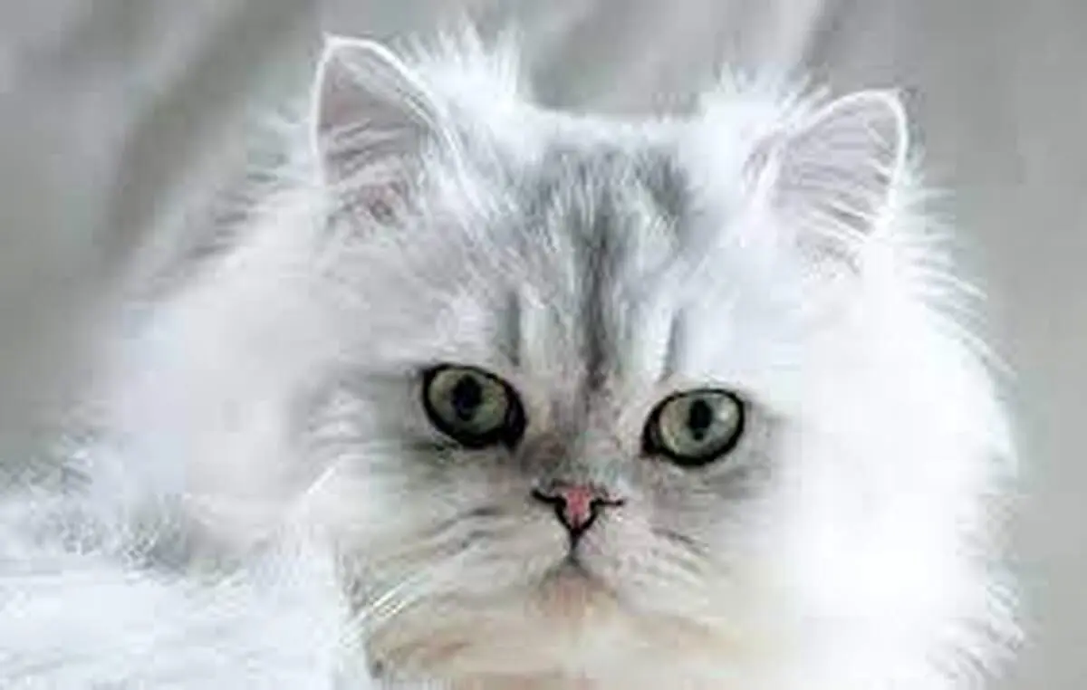 (ویدیو) گربه‌ای با مهارت‌های آکروباتیک برجسته!