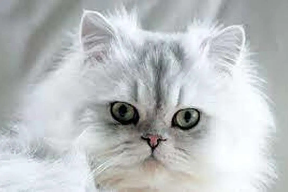 (ویدیو) گربهای با مهارتهای آکروباتیک برجسته!
