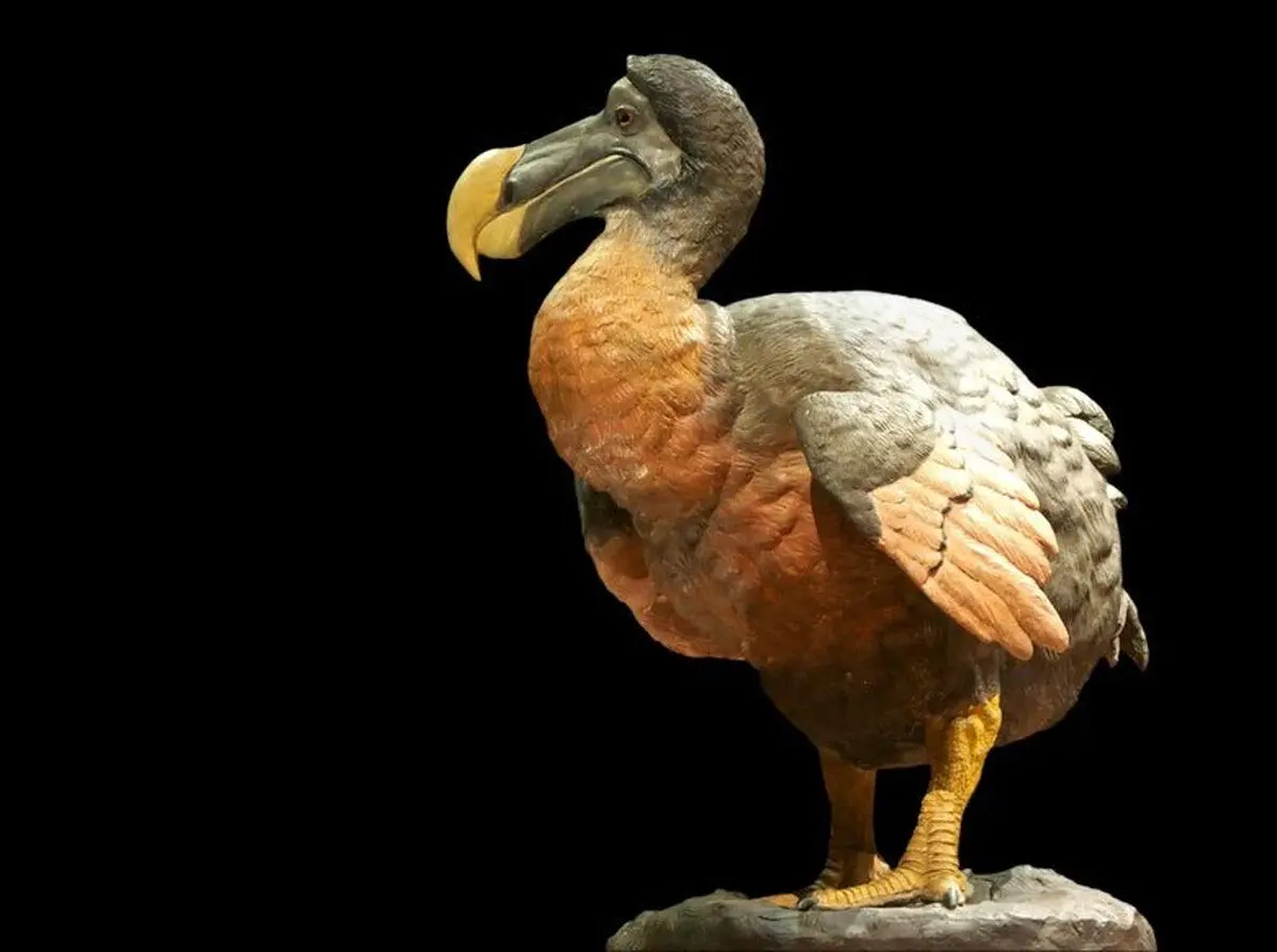 دودو منقرض شده، باز خواهد گشت؟