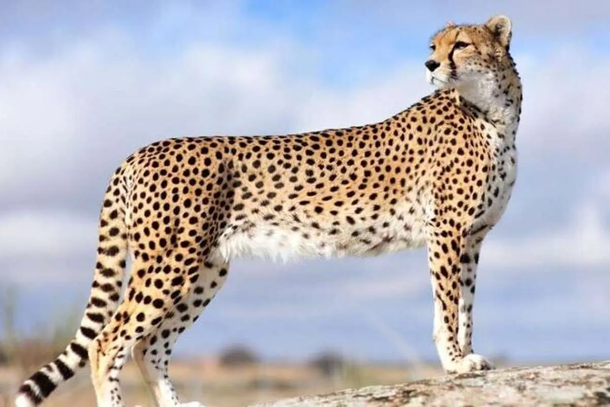 (عکس) تصویری جدید از یک پلنگ جوان و سرحال ایرانی