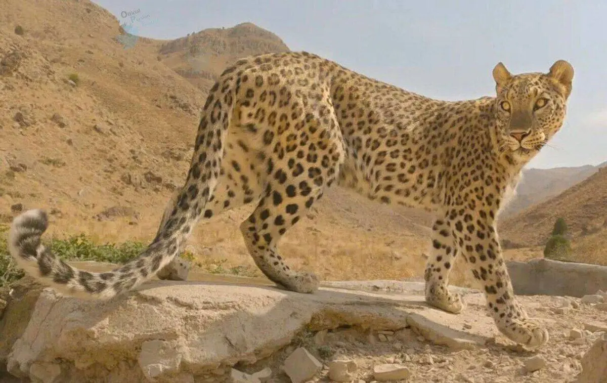 تصویری جدید از یک پلنگ جوان و سرحال ایرانی