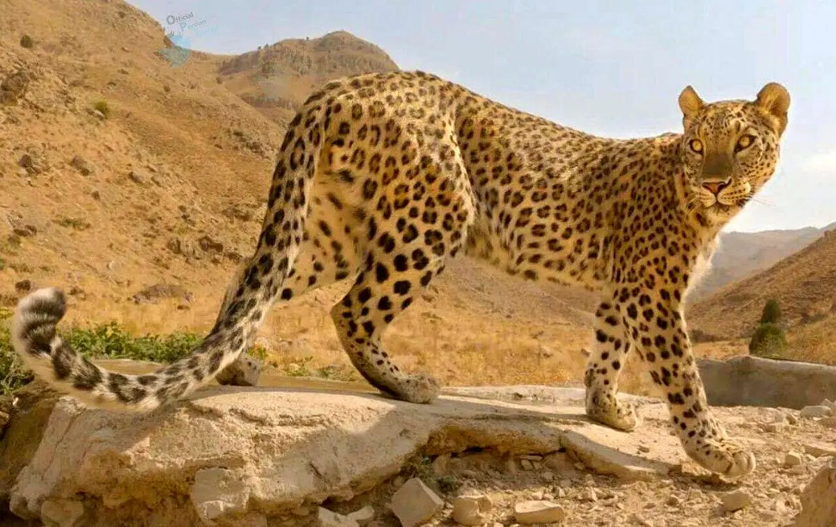 تصویری جدید از یک پلنگ جوان و سرحال ایرانی