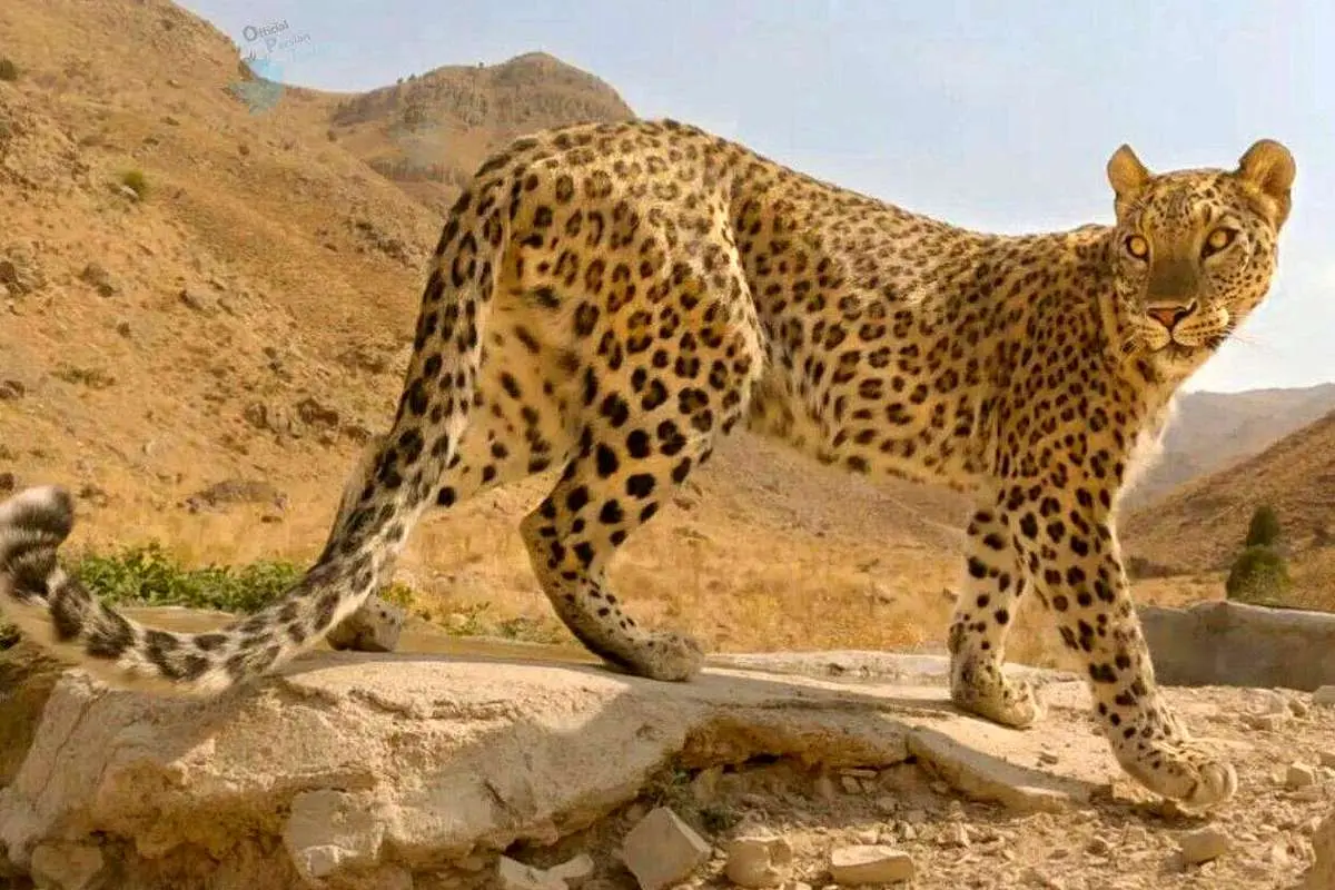 تصویری جدید از یک پلنگ جوان و سرحال ایرانی