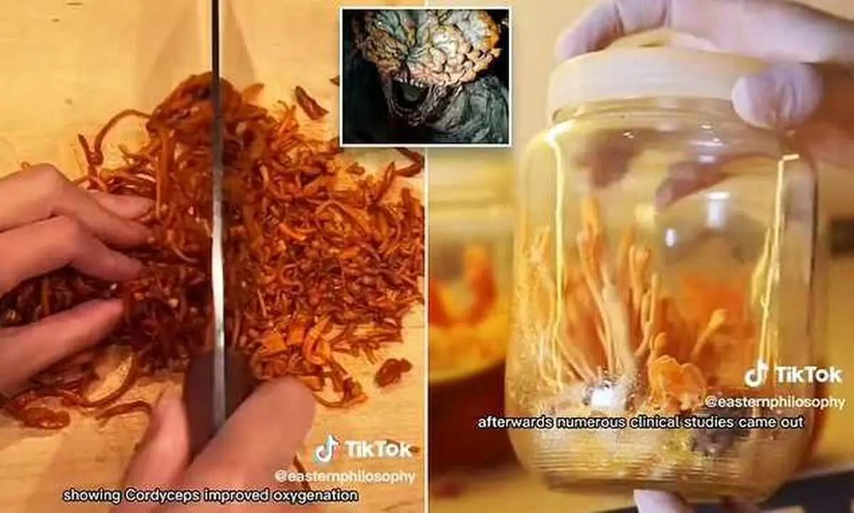 (ویدئو) قارچ زامبی کننده یک سریال در چین به عنوان انرژی‌زا استفاده می‌شود