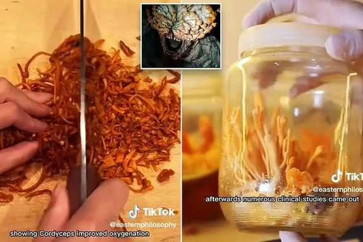 (ویدئو) قارچ زامبی کننده یک سریال در چین به عنوان انرژیزا استفاده میشود