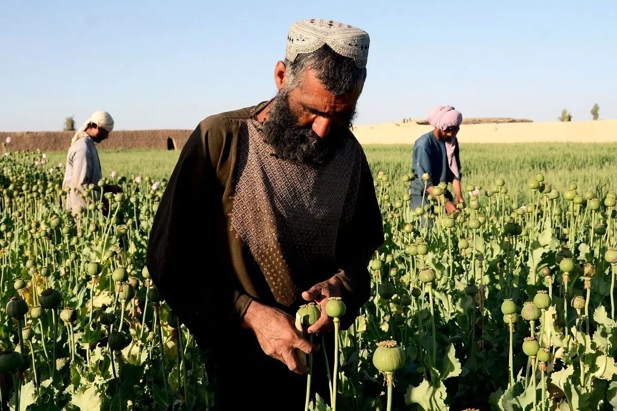 رشد ۵۶ هزار هکتاری کشت خشخاش در نخستین سال حکمرانی طالبان